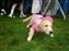 2009 DFF Dog Party 010.jpg